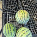 스카이농장 이미지