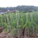 느티농원 이미지