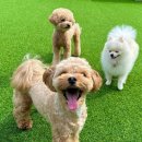 놀러오개 이미지