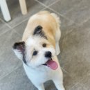 피터펫카페 일산점 이미지