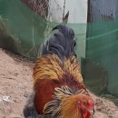 성조농장 이미지