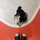 논현유치원 | 역 애견카페 피터펫 논현점 후기｜내돈내산 애견호텔·애견유치원·점심 가격 9,900원 후기!! 가성비...