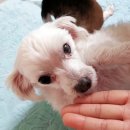 강아지 분실신고, 서울시 노원구 월계동 사슴아파트 2단지 산책중 실종된 강아지를찾습니다! 이미지