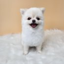 오자매 애견살롱 | [청주 성화동] 믿고 맡기는 오자매애견살롱!