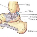 발목 내측 삼각인대(deltoid ligament) 이미지