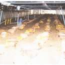 이티농장 이미지