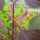 김해봉황초등학교 이미지