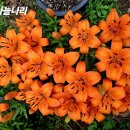 주황 이미지