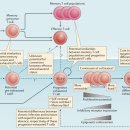 Re: 면역항암제 이해 'exhausted T cell' 이미지