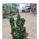 힐링황토집 이미지