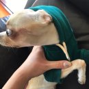 빅토리애견 이미지