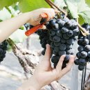 영동황간로1 이미지