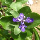 숨비기낭 이미지