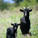 염소한마리 이미지