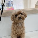 댕댕이묭실 이미지