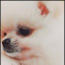 댕댕이뽀샵 이미지