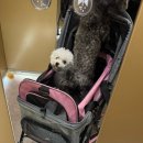 윤애견미용 | 강아지 정기검진 [다산동 윤동물병원]