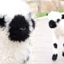 은해 농장 이미지