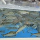 용궁건어물센타 이미지