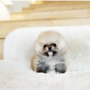 동일애견샵 이미지