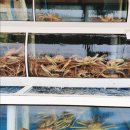 익산대게나라 이미지