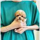 퍼피로그 강아지분양 창원점 이미지