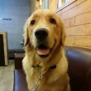 최재호 한방동물병원 이미지