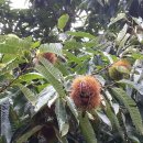 노적애뜰 이미지