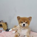 펫밀리샵 이미지