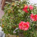 동백펜션 이미지