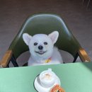 삼성애견 이미지