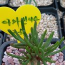 아마빌리스 이미지