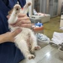 포인핸드 건강검진센터 | 포인핸드) 고양이 입양 절차 및 후기