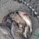 덕진호 좌대낚시터 이미지