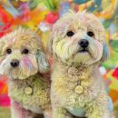 망원견 애견유치원&애견호텔 이미지