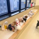 털로덮인친구들 애견유치원&애견호텔 수원시청역점 이미지