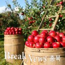 단양죽령사과 이미지