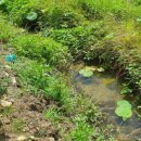 수막 목장 이미지