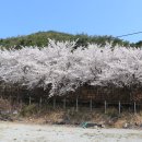 개암동벚꽃축제. 캐논eos700d. 2023. 4. 1. 토요일. 이미지