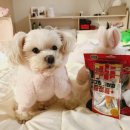 그로우펫 | 강아지덴탈껌 추천 그로우펫 더그린스틱 급여후기