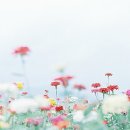 백년약속 Daum카페