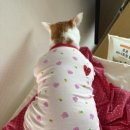 블랙라벨퍼피광복
