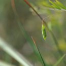 얼치기완두(열매) Lentil tare 이미지
