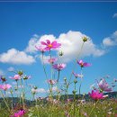 한강시민공원 이미지