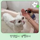 멍냥이그루밍 | 고양이샴푸 무향 추천, 스트레스 줄이는 목욕 방법 마음더샴푸