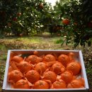 제주댁 농장 이미지