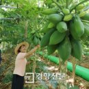 담양커피
