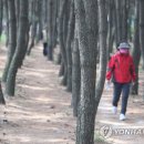 솔의향기 이미지