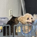 아라리축산 | [결혼 준비] 결혼 준비의 시작, 양가 부모님께 인사드리고 온 날 기록 ✨