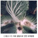 배추 - 영양생리장해 석회(칼슘) 결핍증 이미지